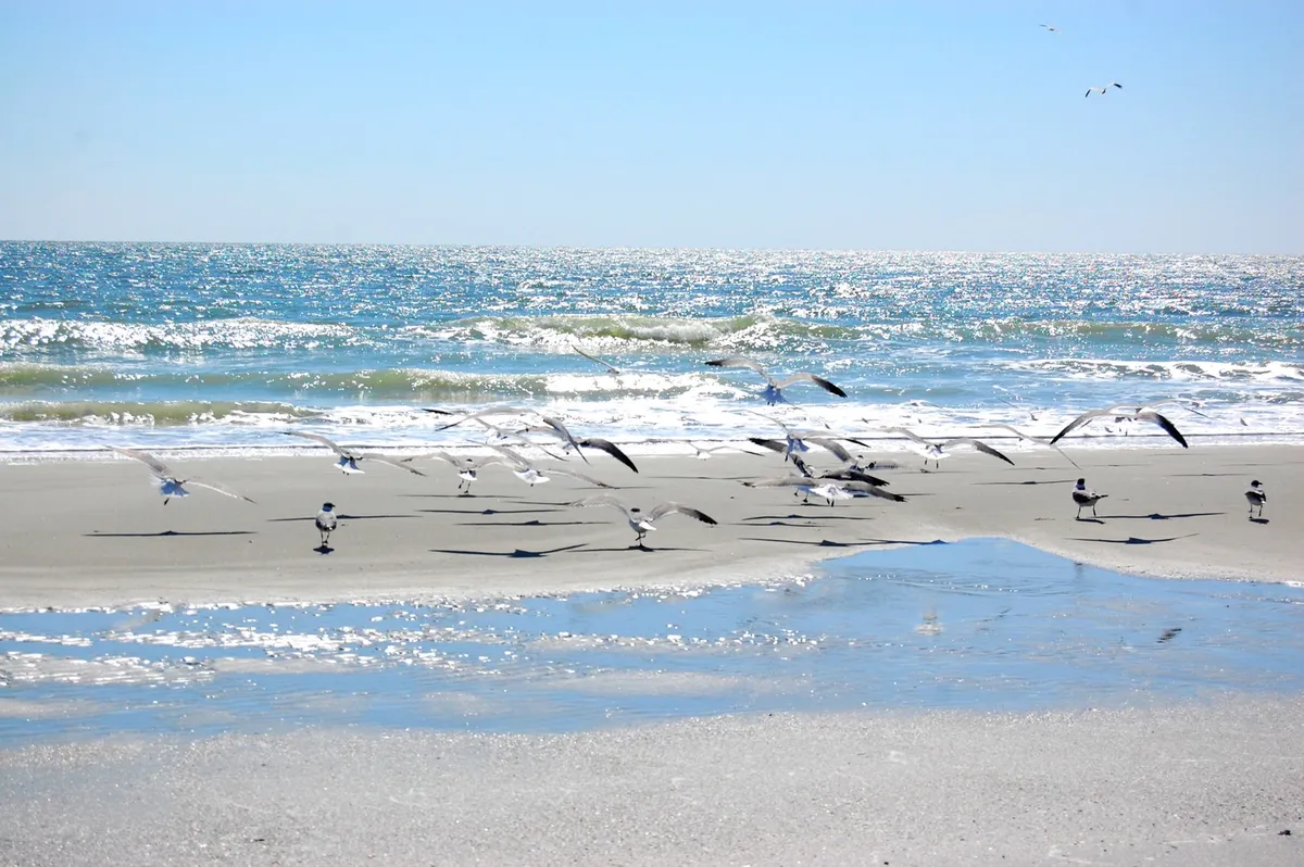 A wide stretch of golden sand meets gentle waves rolling onto the shore, with a flock of seagulls in flight and shimmering sunlight reflecting off the water. The tranquil beach is almost empty, evoking the peaceful promise of a morning walk or an afternoon spent lounging by the ocean.